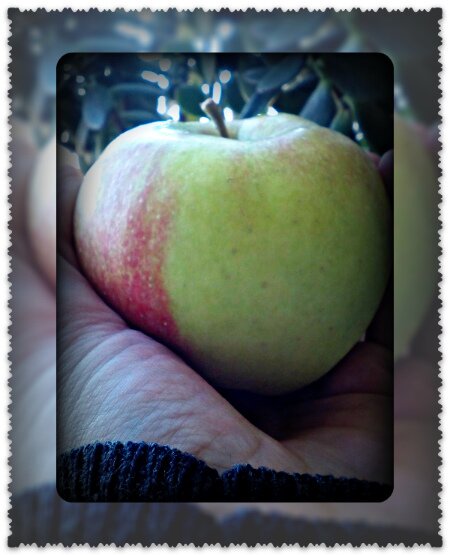 зеленые яблоки при грудном вскармливании